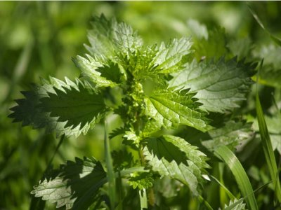 Plant detail