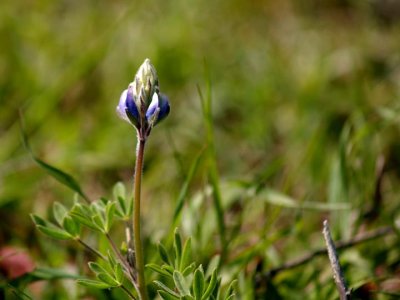 The first Lupine I've seen this year...