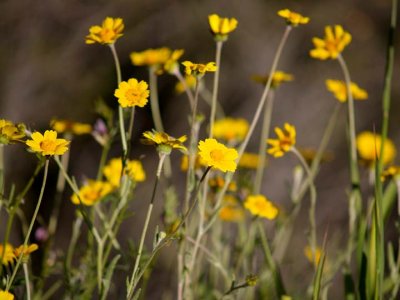 Yellow wild flowers