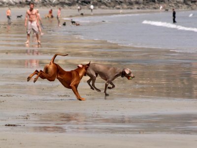 Chasing a small Weim..