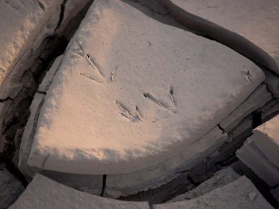 Bird tracks on the mud