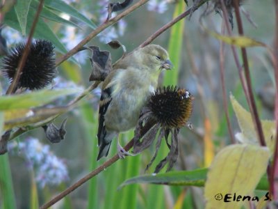 Chardonneret jaune / American Goldfinch