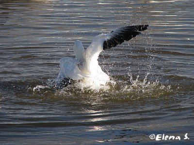 Oie des neiges / Snow Goose