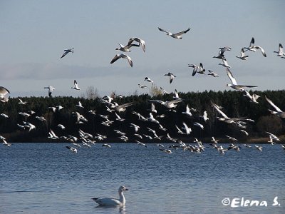 Oie des neiges / Snow Goose