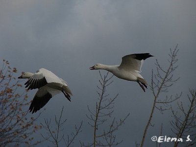 Oie des neiges / Snow Goose