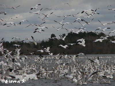 Oie des neiges / Snow Goose