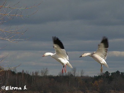 Oie des neiges / Snow Goose