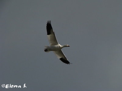 Oie des neiges / Snow Goose