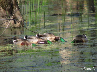 Canard colvert / Mallard  - 1926.jpg