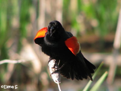 Carouge  paulettes / Red-Winged Blackbird (male) _2351.jpg