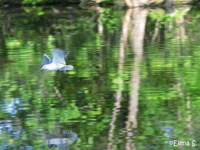 Goland  bec cercl / Ring-billed Gull _2935_1.jpg