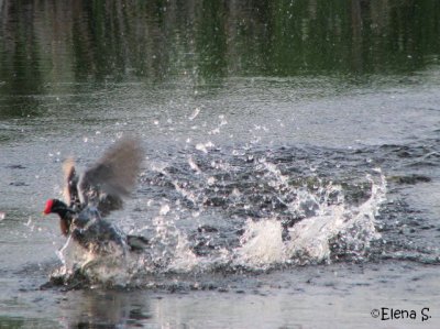 Gallinule poule-d'eau / Common Moorhen_3481.jpg