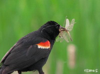 Carouge  paulettes / Red-Winged Blackbird_5254.jpg