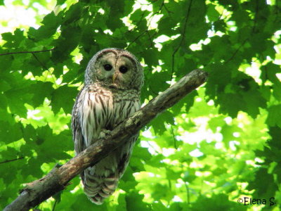 Chouette raye/ Barred Owl -5847.jpg