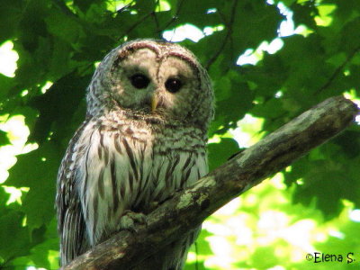 Chouette raye/ Barred Owl - 5857.jpg