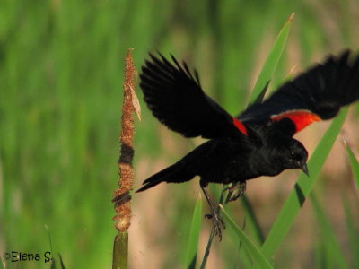 Carouge  paulettes / Red-Winged Blackbird (male) - 5905.jpg