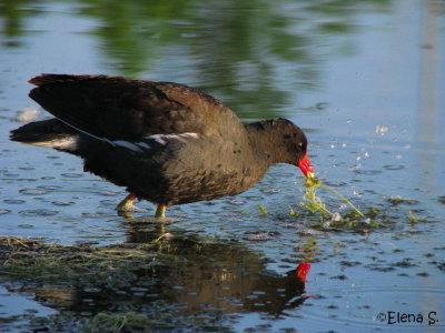 Gallinule poule-d'eau / Common Moorhen -