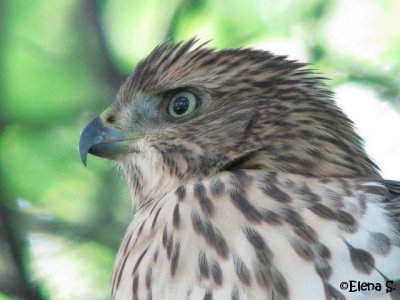 Épervier de Cooper / Cooper's Hawk - 2898.jpg