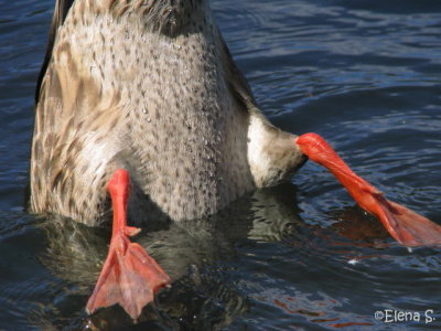 Canard colvert / Mallard   - 3573.jpg