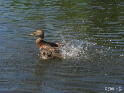 Canard colvert / Mallard   - 3630.jpg