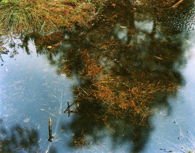 pine needles on water