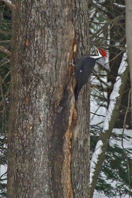 PICT4287_Piliated Woodpecker.jpg