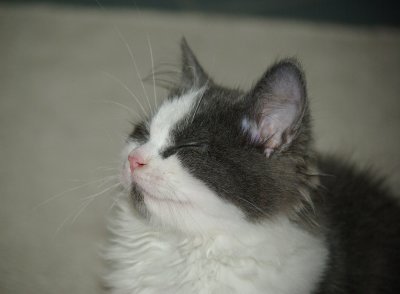 happy kitten