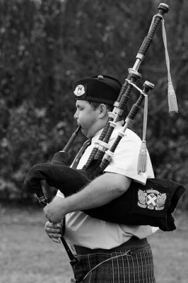 Piper, Northland, New Zealand