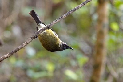 Korimako - New Zealand Bellbird