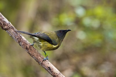 Korimako - New Zealand Bellbird