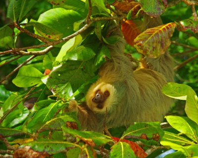 Two-toed-Sloth