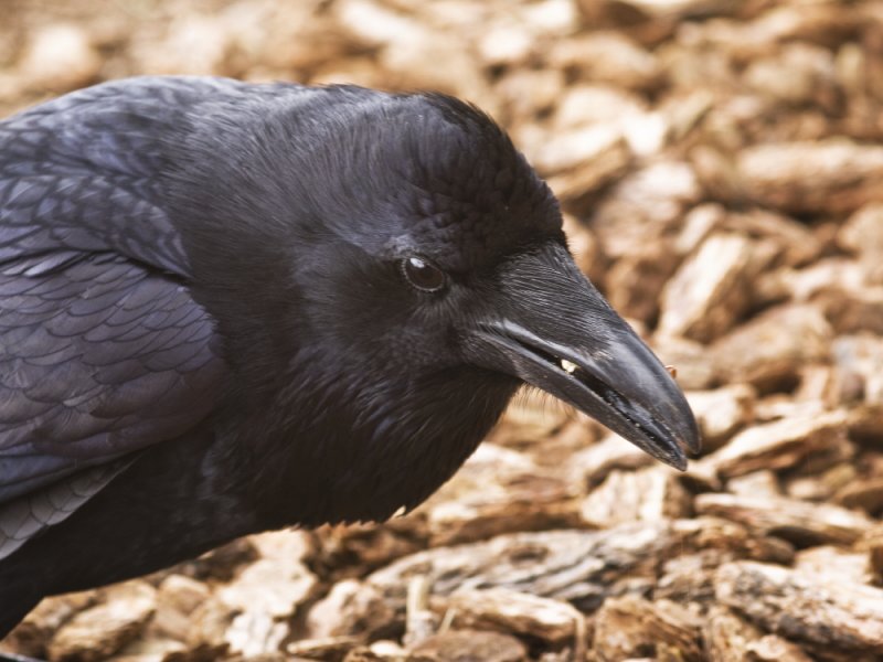Raven munching on an offered pretzel