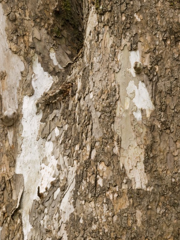 Sycamore bark