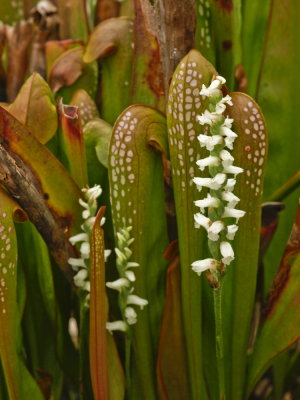 Spiranthes cernua popping up among the pitcher plants (Sarracenia minor)