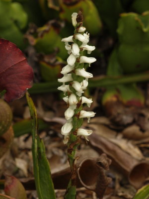 Spiranthes odorata - sort of ragged - it suffered in the bud stage from lack of water