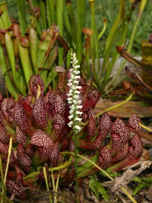 Spiranthes ochroleuca with Sarracenia 'Scarlet Belle in the background