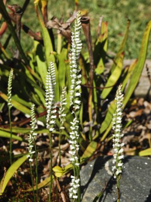 Spiranthes cernua closer