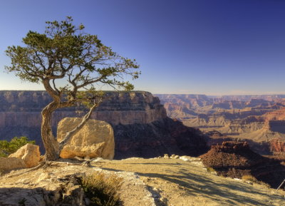 Grand Canyon tree landscape - HDR