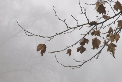 Sycamore leaves in fog