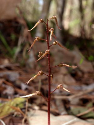 Listera australis