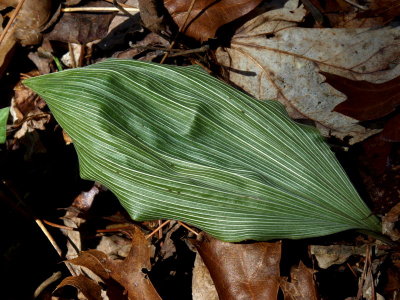 Aplectrum hyemale (Adam and Eve orchid) winter leaf