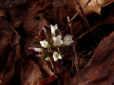 Obolaria virginica (Pennywort)