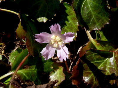 Shortia galacifolia (Oconee Bells) rare pink flower