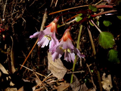 Shortia galacifolia (Oconee Bells) rare pink flowers