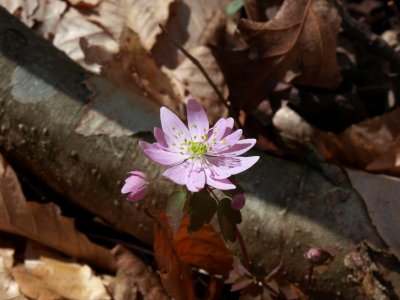 Thalictrum thalictroides (Windflower) unusual pink flower