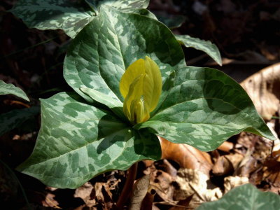 Trillium cuneatum (Sweet Betsy) yellow form