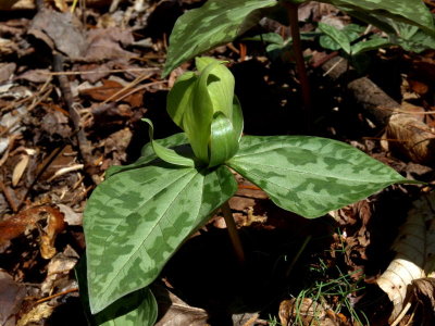Trillium cuneatum (Sweet Betsy) green form