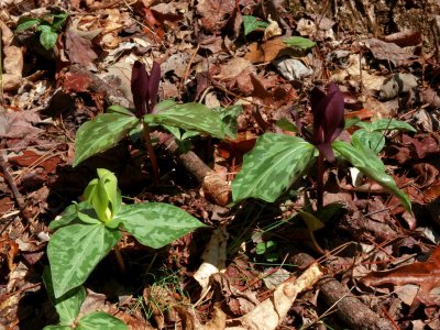 Trillium cuneatum (Sweet Betsy) mixed group