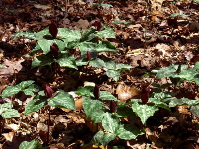 Trillium cuneatum (Sweet Betsy) part of a large group