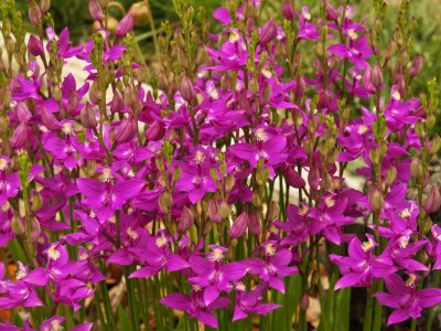 Calopogon tuberosus at peak bloom